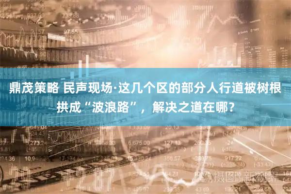 鼎茂策略 民声现场·这几个区的部分人行道被树根拱成“波浪路”，解决之道在哪？
